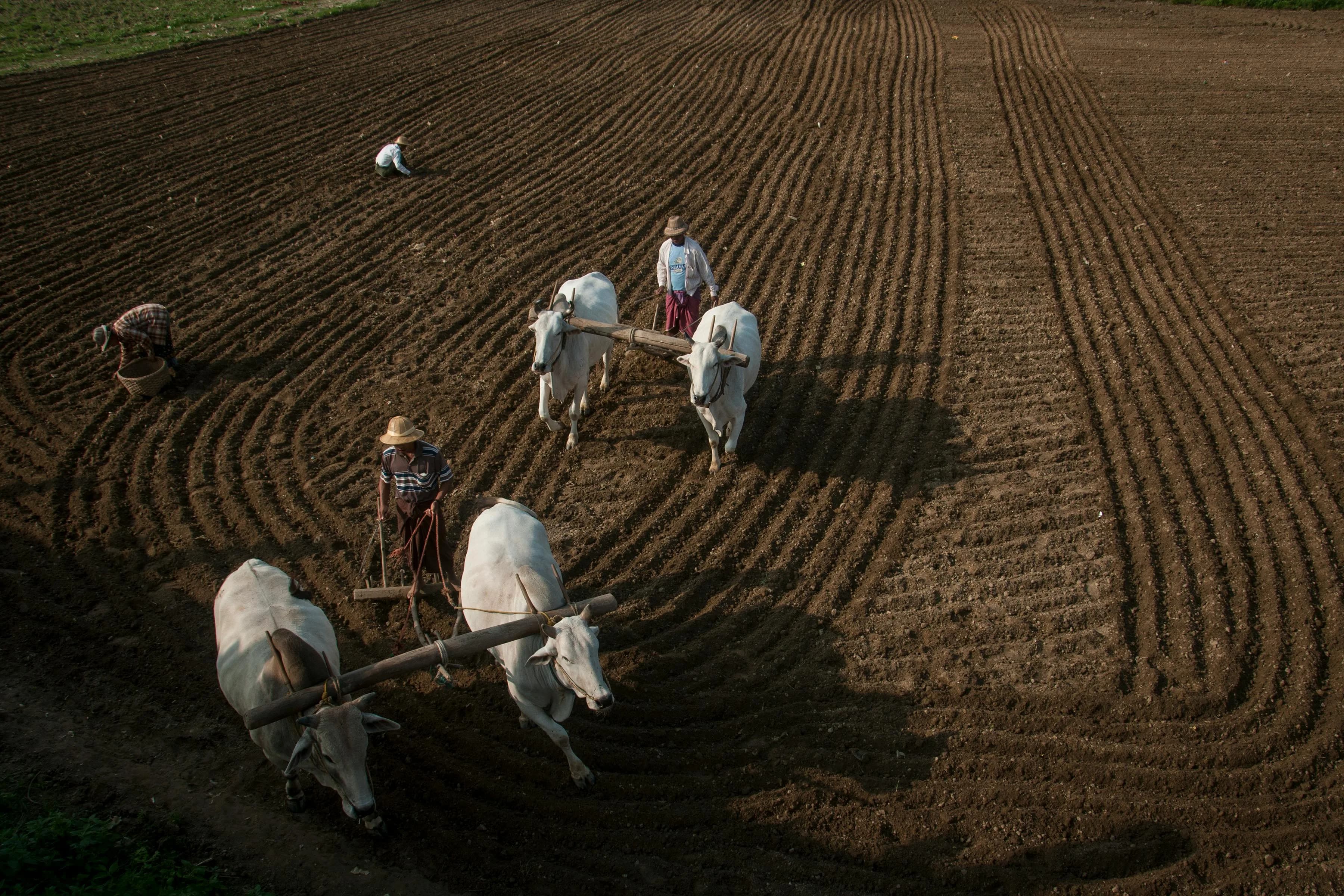 Organic & Sustainable Sourcing